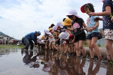 小学生の田植え体験