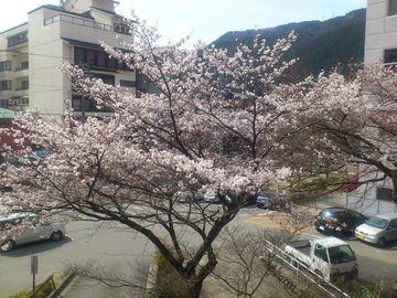4月1日市役所前の桜です。咲き始め。