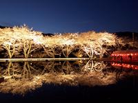 【八坂湖畔桜】ダム湖沿いの桜並木はライトアップが人気
