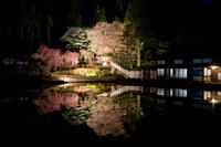 【宮谷の桜】古民家と桜のコントラストが美しい