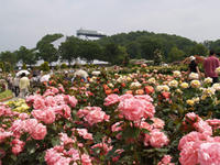 花フェスタ記念公園