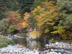 馬瀬川の画像