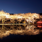 八坂湖畔桜の画像