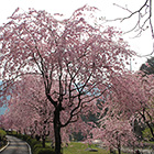 雨情公園のしだれ桜の画像