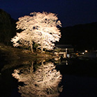苗代桜の画像
