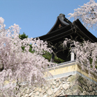 浄福寺のしだれ桜の画像