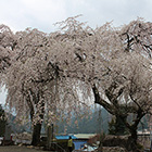 賢誓寺のしだれ桜の画像