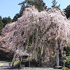 森山神社のしだれ桜の画像