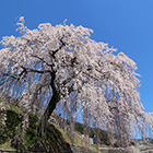 四美・岩太郎のしだれ桜の画像