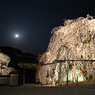 永養寺のしだれ桜の画像