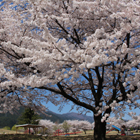 飛騨川公園の桜の画像