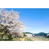 下呂温泉街河川敷の桜の画像