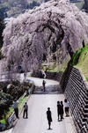 【四美のしだれ桜】まるでシャワーのように桜の花が降り注ぐ