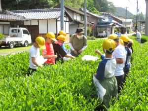 地域の皆さんと楽しくお茶摘み