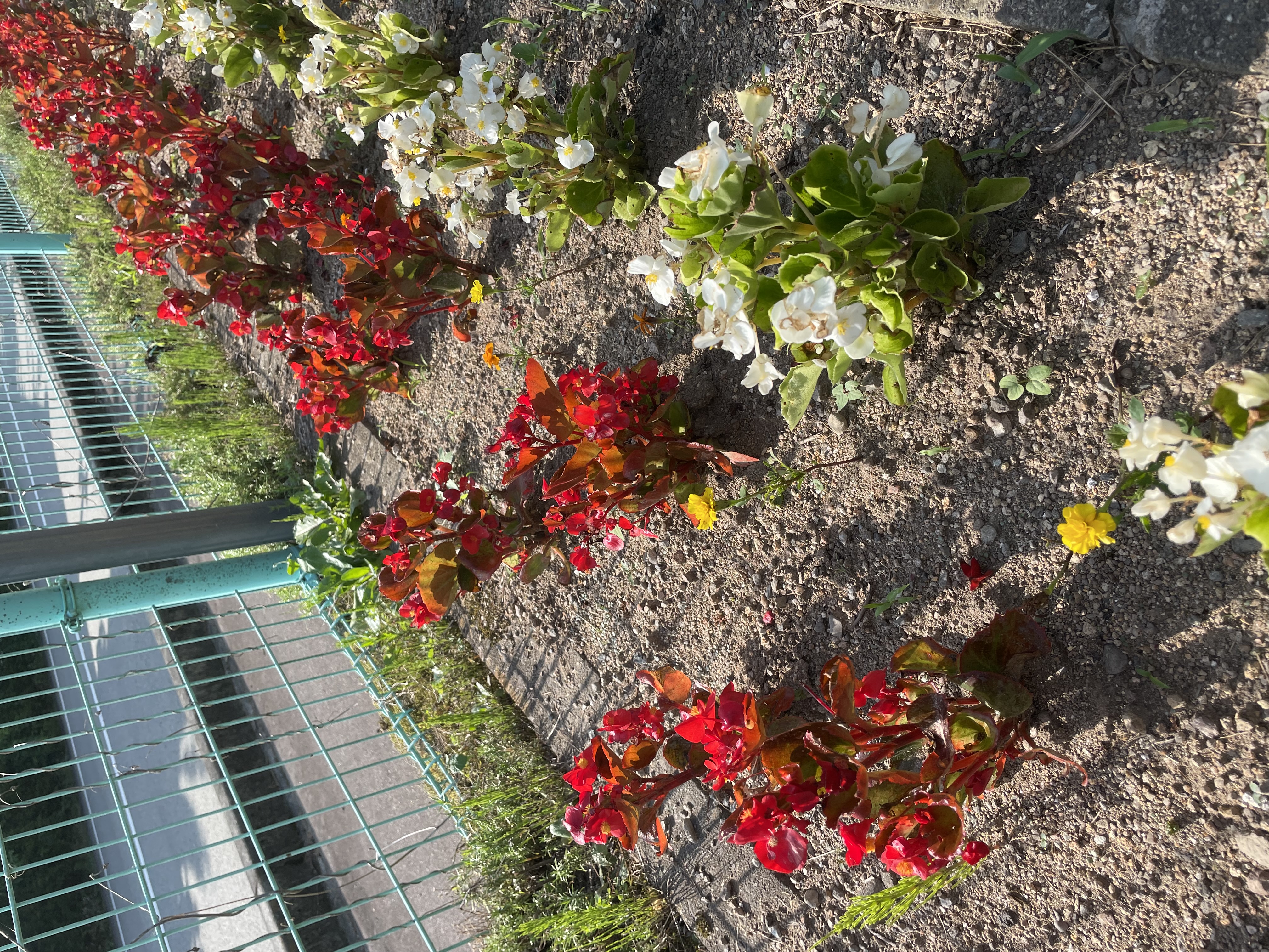 小坂地域花飾り