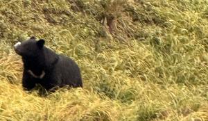 山之口区で収穫されない柿の木を伐採