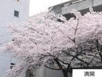 市役所　満開の画像2