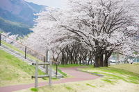飛騨川公園桜並木