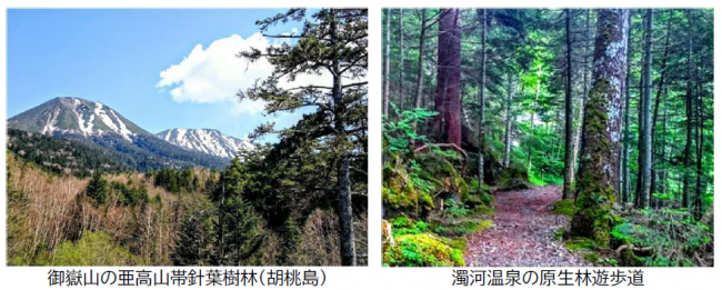 亜高山帯の森