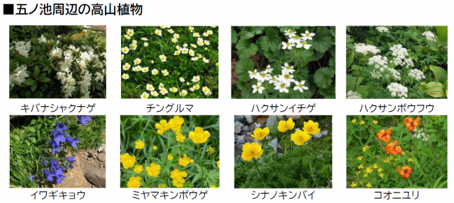 高山植物