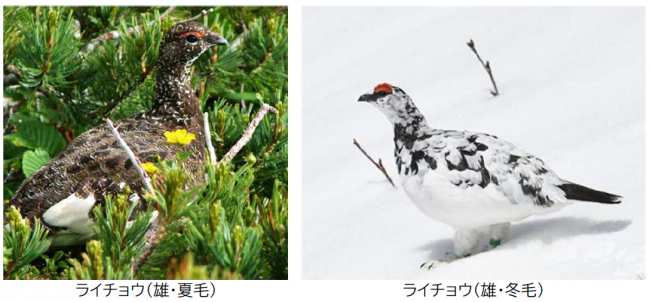 雷鳥